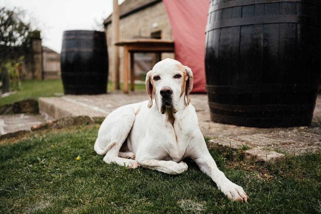 dog sitting on grass at wedding